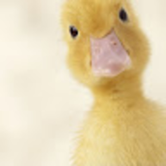 Meet your Posher, Jeremy - Picture 1 of 1